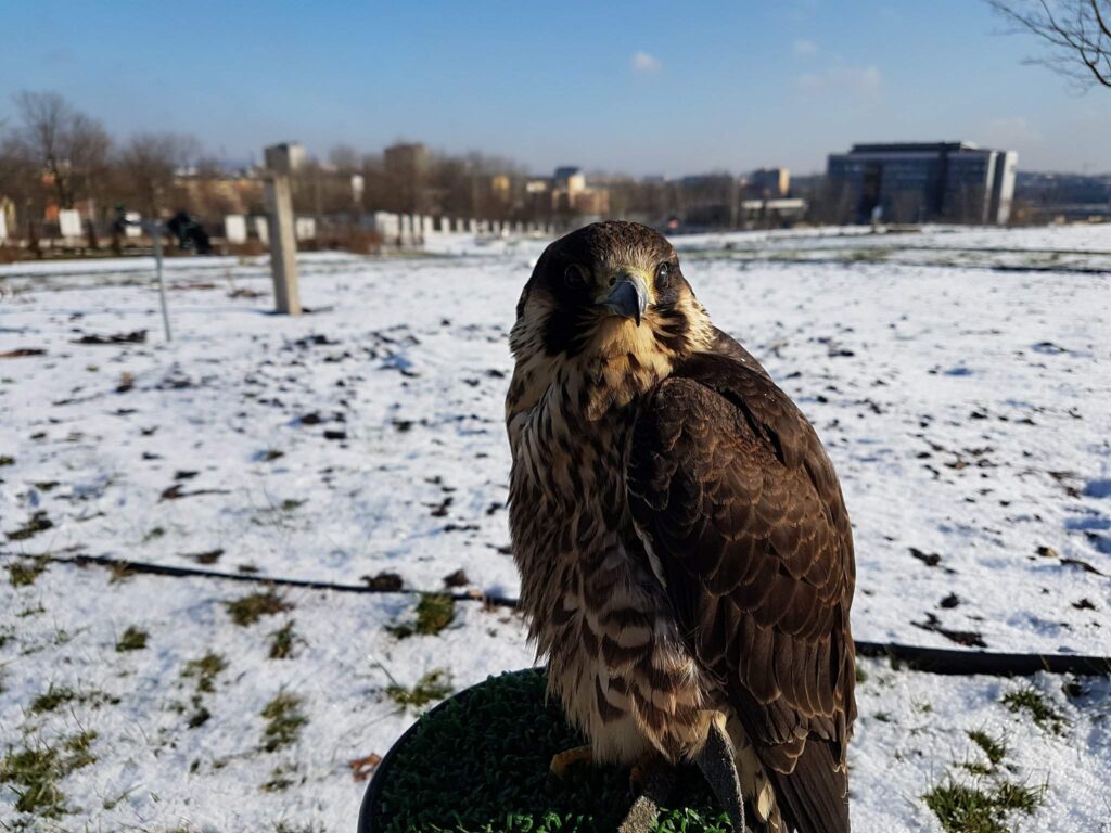 Falco perregrinus czyli sokół wędrowny